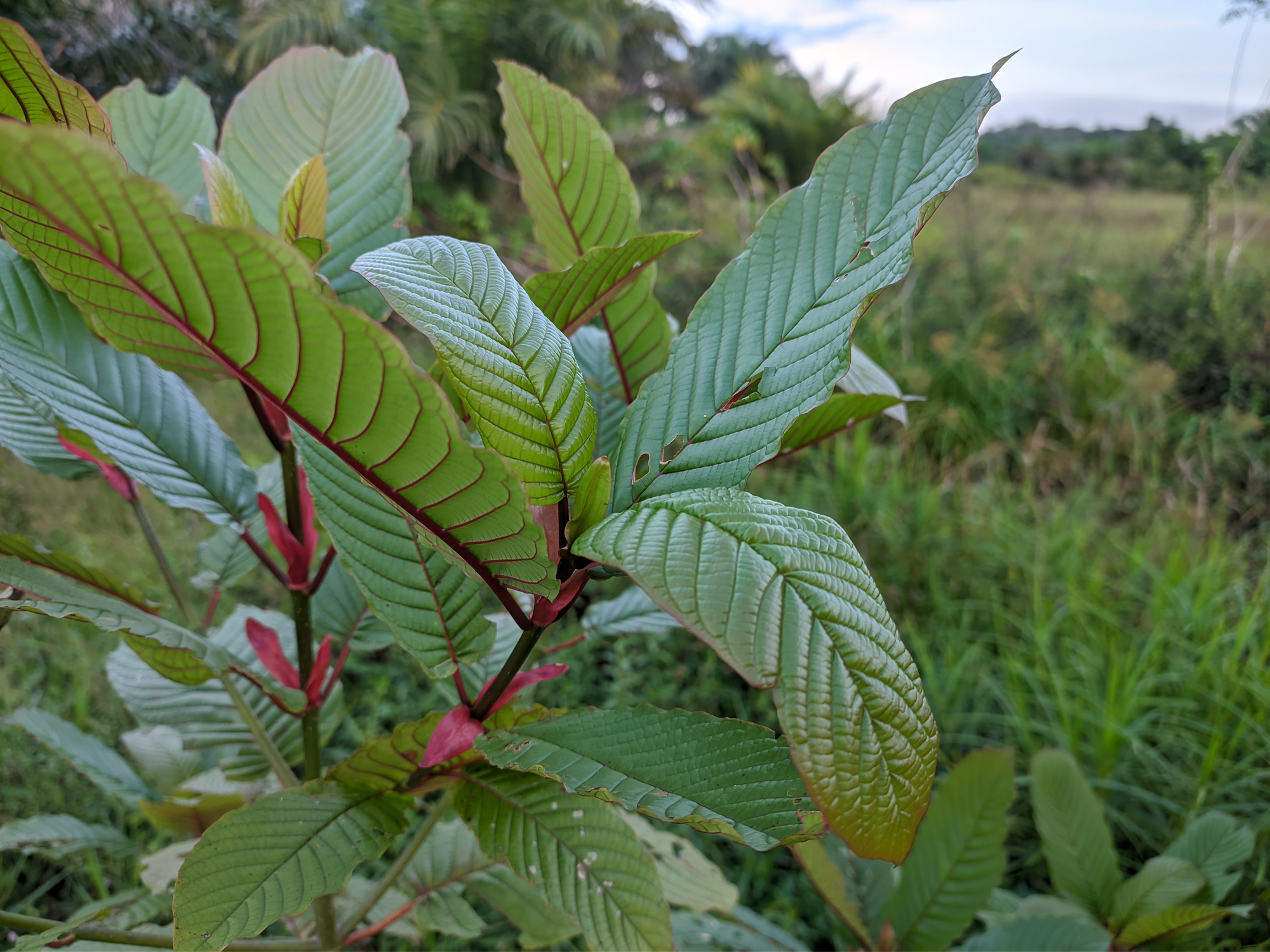 Energize Your Day: The Best Kratom Strains for Natural Stamina